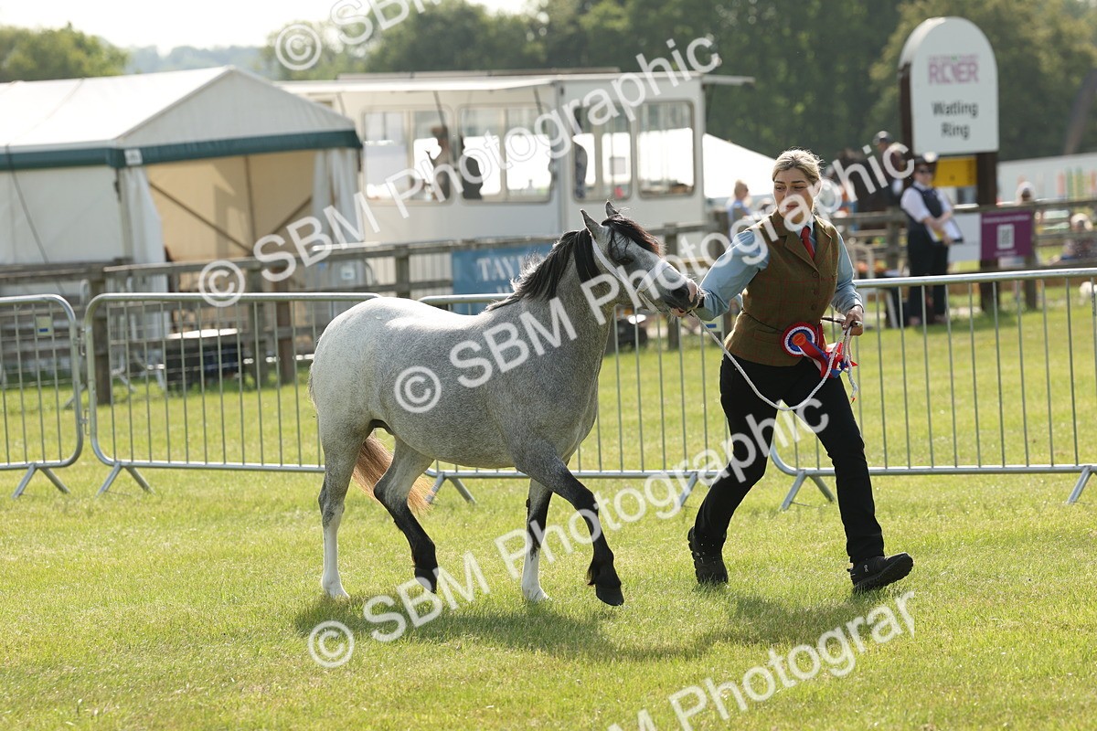 SBM_00663 - Class 6-13 - Mountatin and Moorland In Hand Welsh Breeds