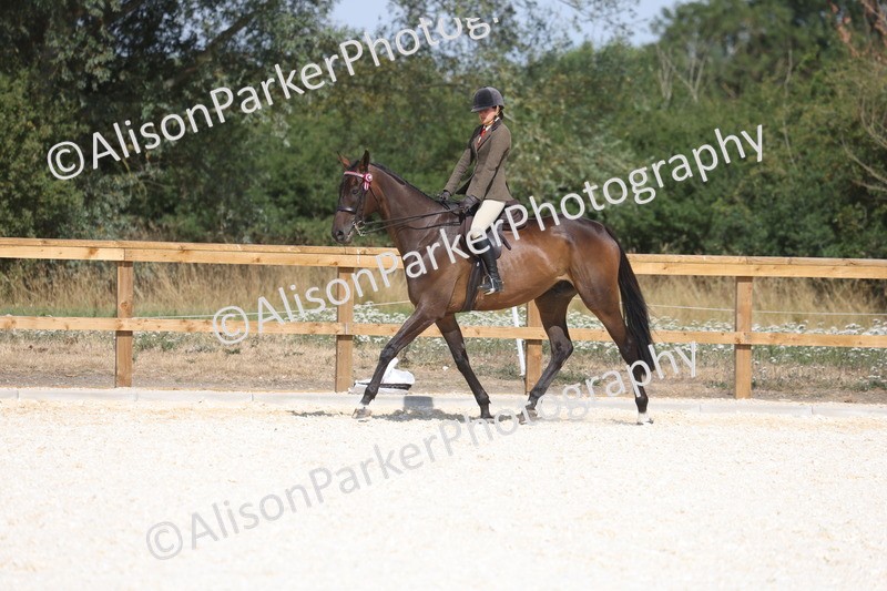 20260802-0717 - Class 8 - Best Riding Horse or Pony