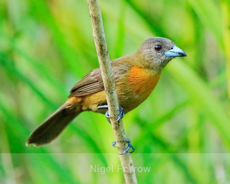 Cherrie's Tanager (female), Costa Rica - Cherrie's Tanager
