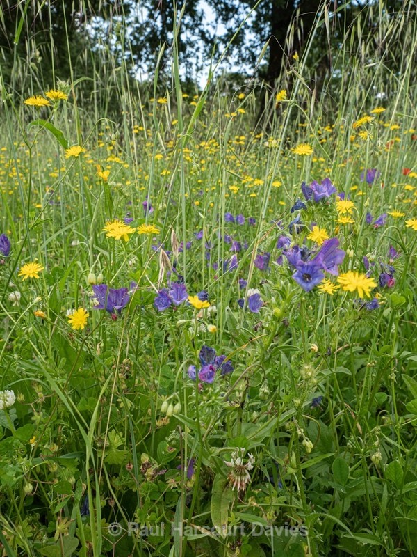 Wild Italian Garden. Paths are mown through the vegetation to provide access  - Flowers in the Landscape - 2