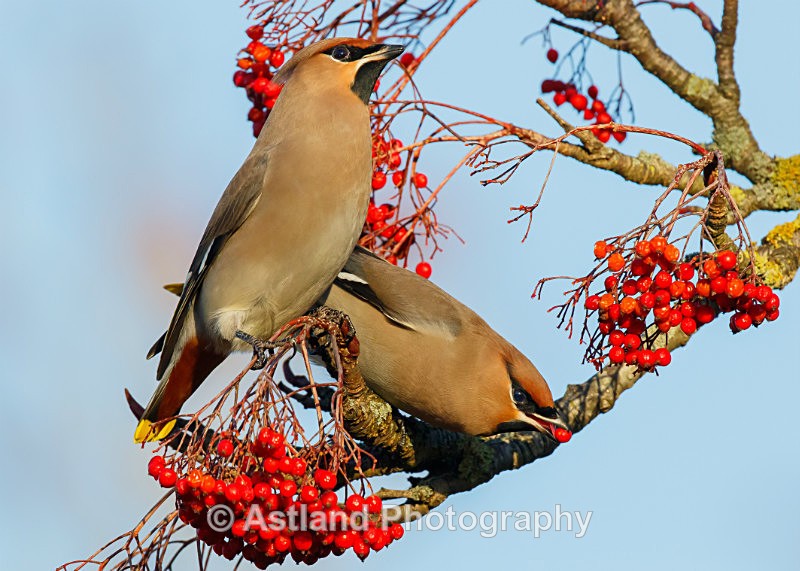 Astland Photography, Bird and Wildlife Images, Susan and Peter Wilson, U.K.