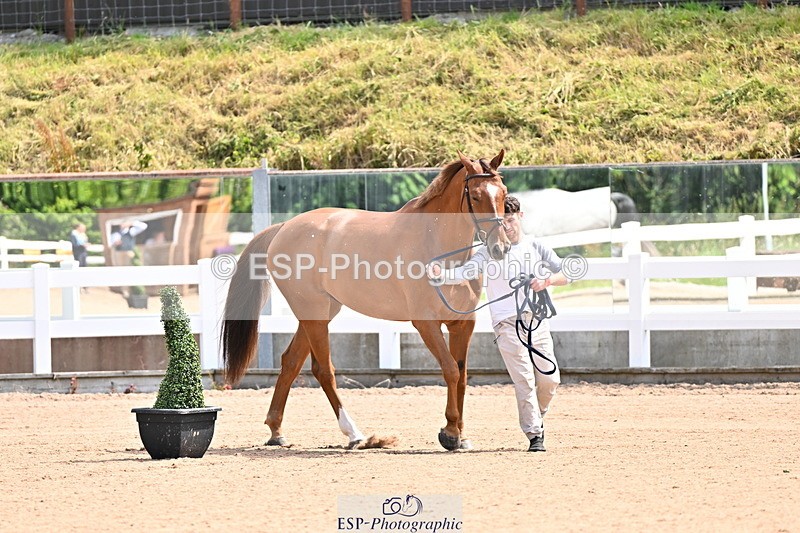 240718A-105236-00920 - Trot Up 11am to 12pm
