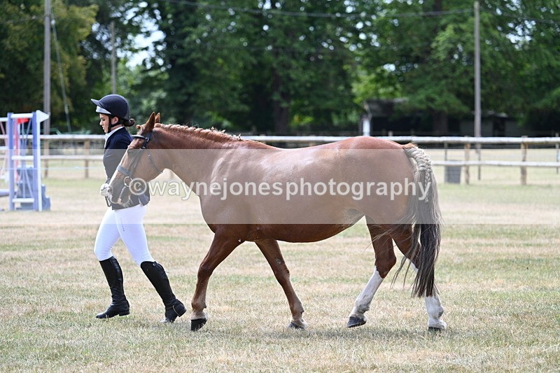 WJ7_1967 - Class 4a Prettiest Mare 14.2hh and over hand