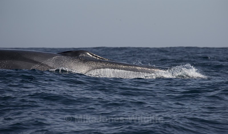 Fin Whale, Pico Island, Azores - WHALES. Azores, Scotland, Iceland.
