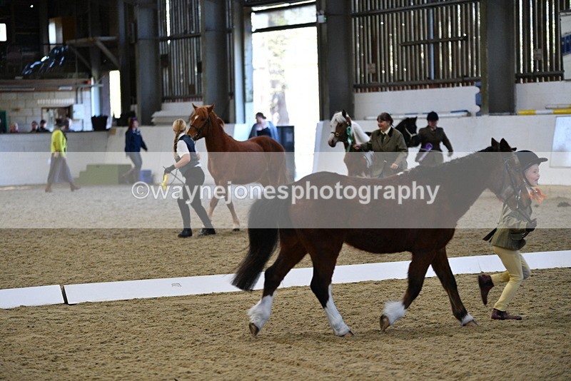 WJ5_3786 - Class 5 In Hand Veterans