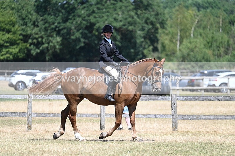 WJ7_2995 - Class 7 Riding Club Show Horse