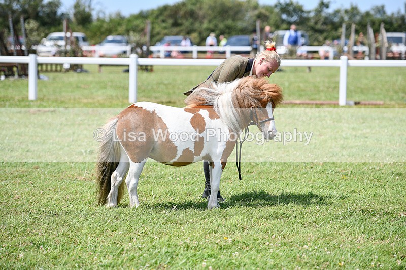 DSC_7381 - Class 62: Coloured Pony Youngstock