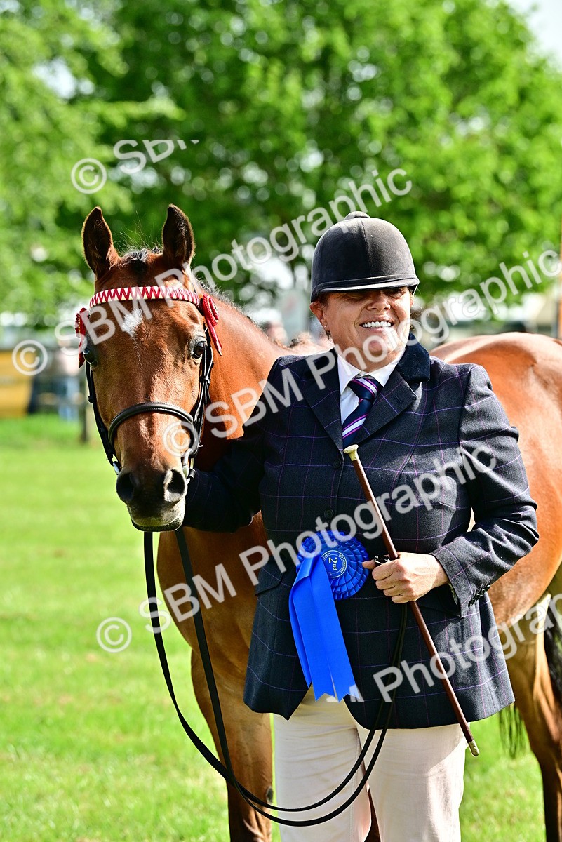 SBM_01024 - Class 46-49 - Arab and Part Bed-Anglo Arab In Hand