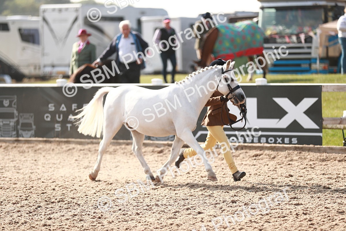 SBM_11056 - Class 205 IH Show Pony/ Show Hunter Pony