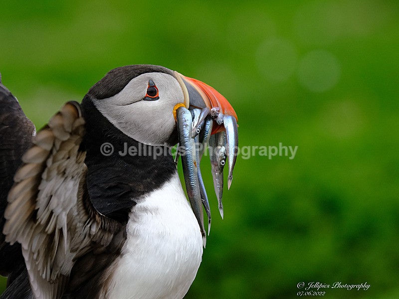  - Wildlife and Nature