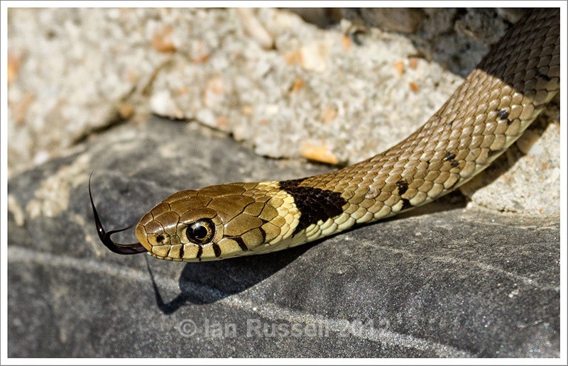 Grass snake - Other Images