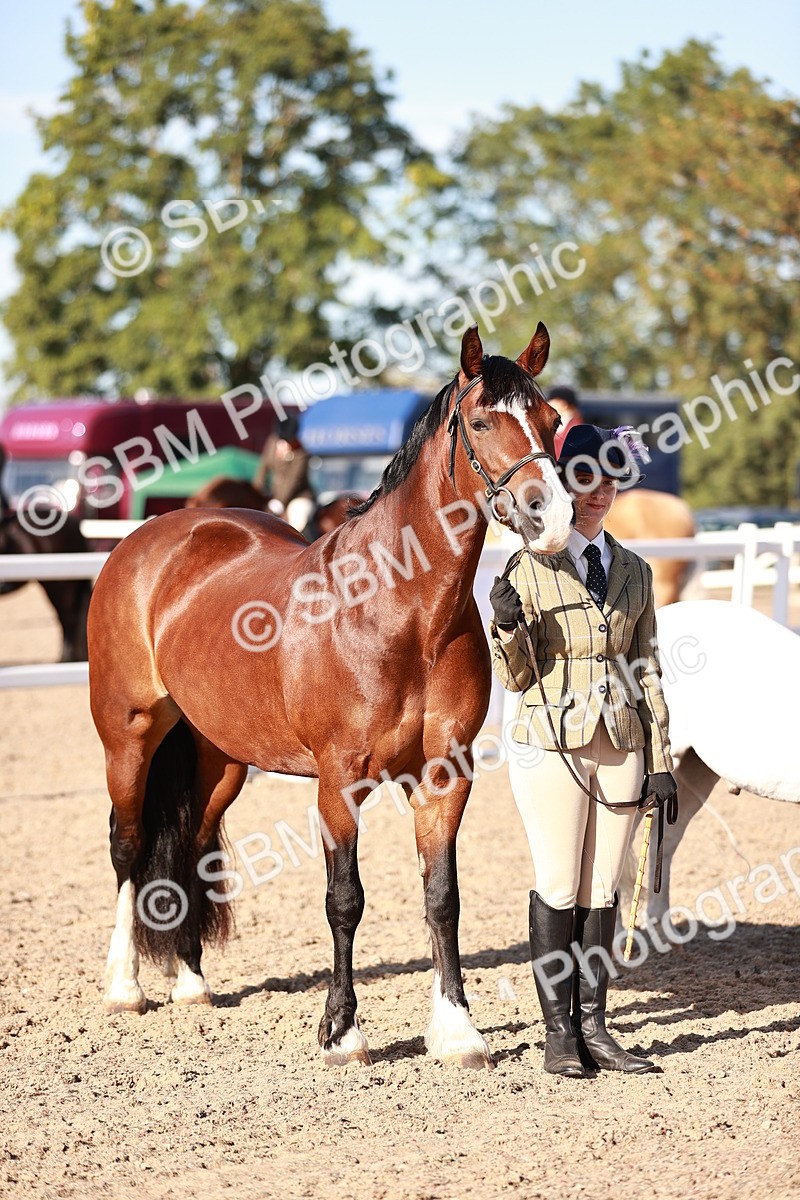 SBM_11411 - Class 402 - IH  Veteran pony