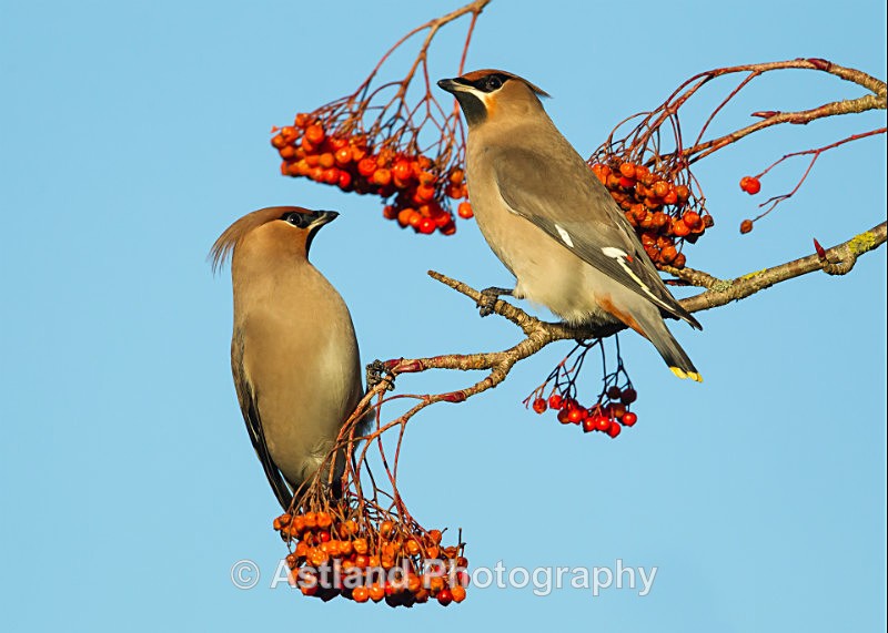 Astland Photography, Bird and Wildlife Images, Susan and Peter Wilson, U.K.