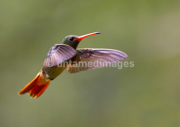 Rufous Tailed Hummer - Galapágos
