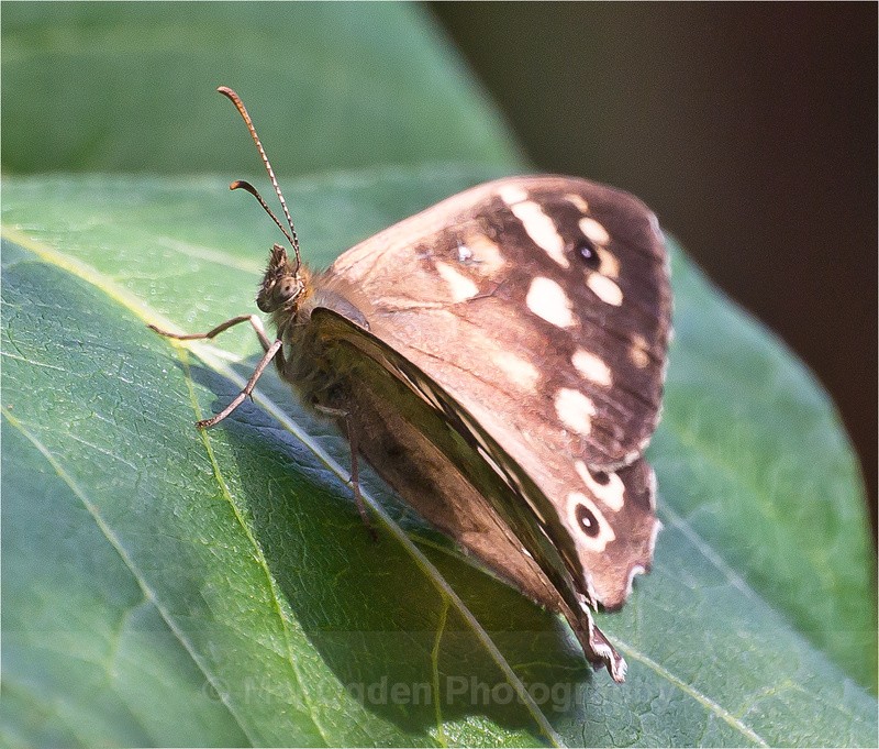 Meadow Brown - Flora & Fauna