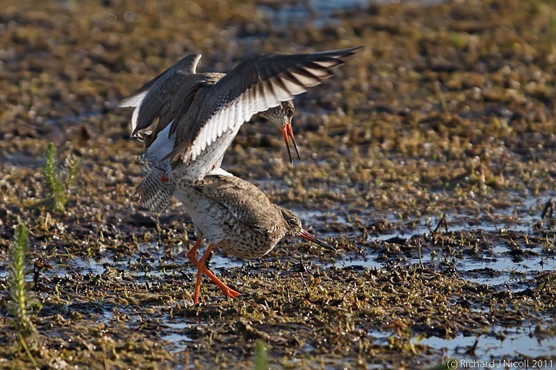 Redshanks (Tringa totanus) mating - Redshank (Tringa totanus)