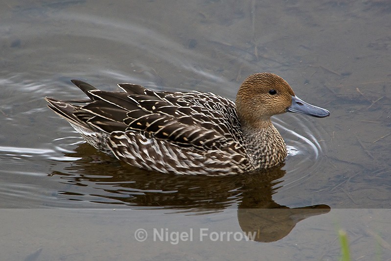 Northern Pintail (female) swimming on the water at Potter's Marsh - Northern Pintail