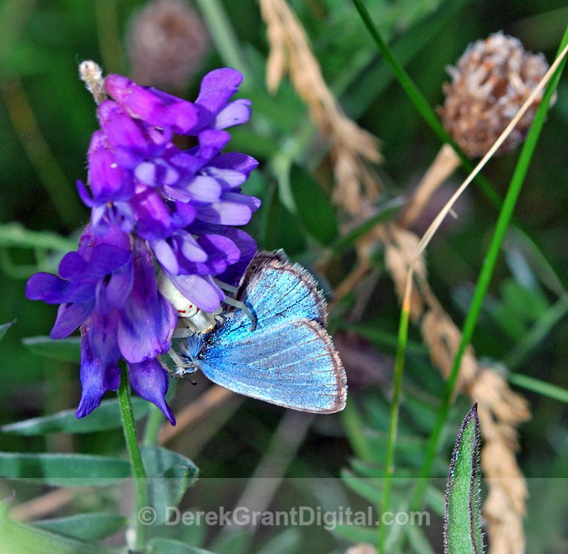 Goldenrod Crab Spider(white form) - Spiders of Atlantic Canada