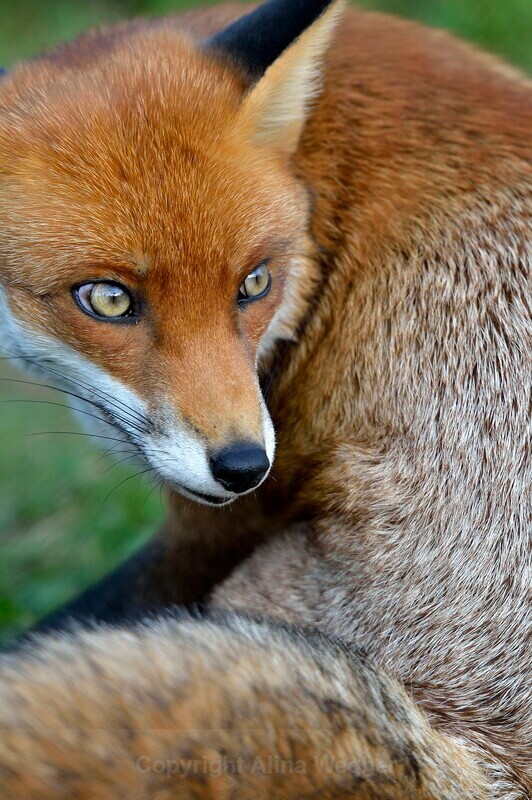 Wiley Fox - British Wildlife