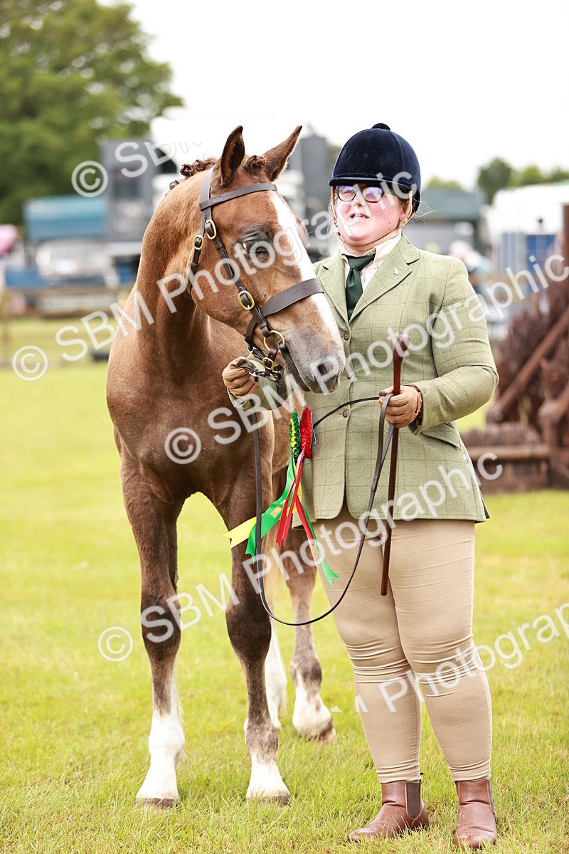 SBM_00685 - Class 26-30 Sport Horse In Hand