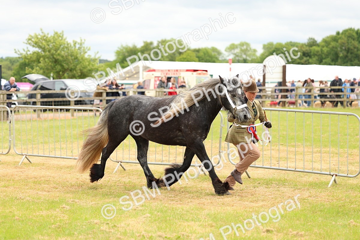 SBM_03564 - Class 58-67 - M&M Non Welsh Pony In hand