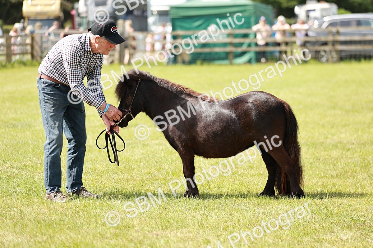 SBM_02460 - Class 14-23 - Mountain & Moorland In Hand Non Welsh
