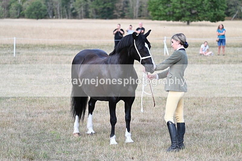 WJ7_8315 - In-hand Championship