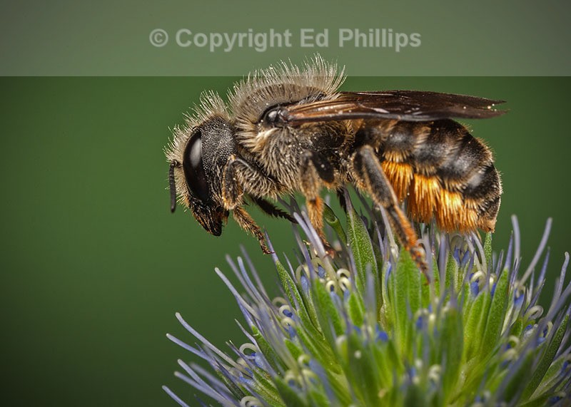 Osmia leaiana (f)