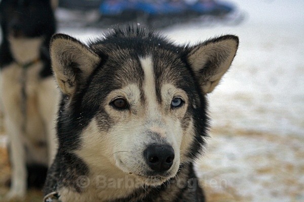 Husky 2691 - Winter in the daylight