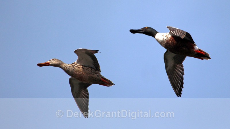Northern Shovellers in Flight