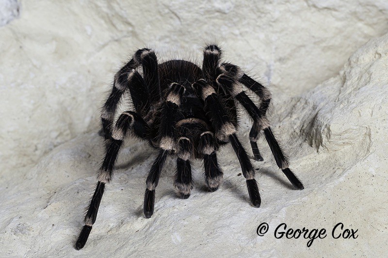 Brazilian Giant White Knee Tarantula Eyes-2 - Macro day with Chameleon Photography