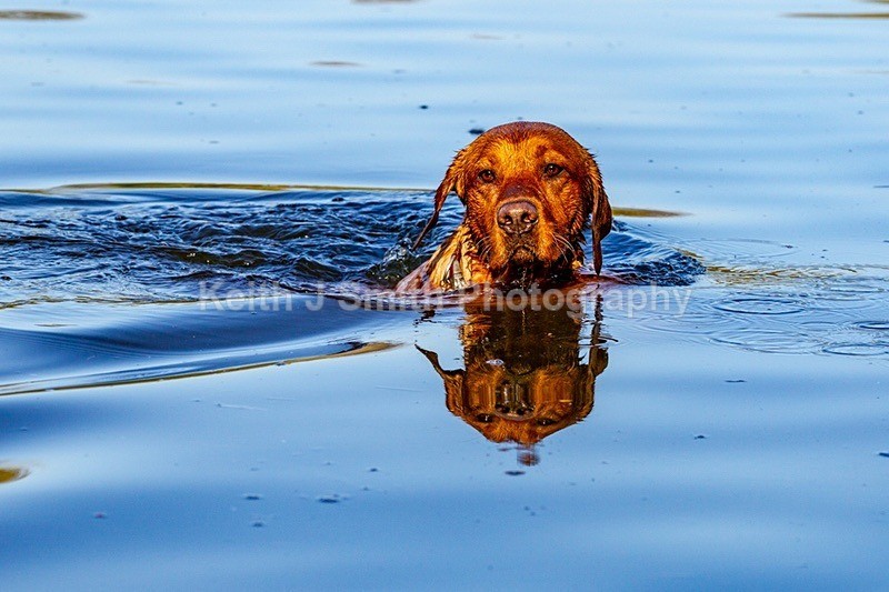 2KJS6218 - Dogs in Abington Park