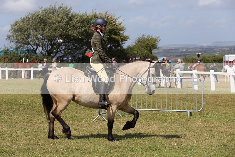 1X9A5529 - Class 38: NPS Novice Ridden Small and Large Breeds