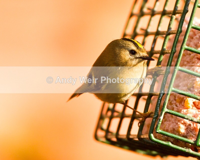 20110308-IMG_1849 - Wren & Goldcrest