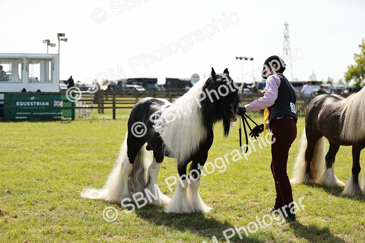 SBM_08918 - Class 63-65 - Traditional Gypsy Cobs In Hand & Ridden