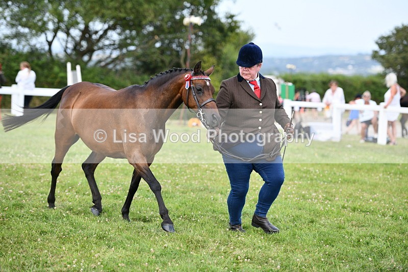 DSC_8489 - Class 69: Pure, Anglo & Part Bred In Hand Arab
