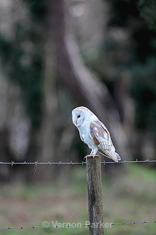 Barn Owl. - Wild Birds