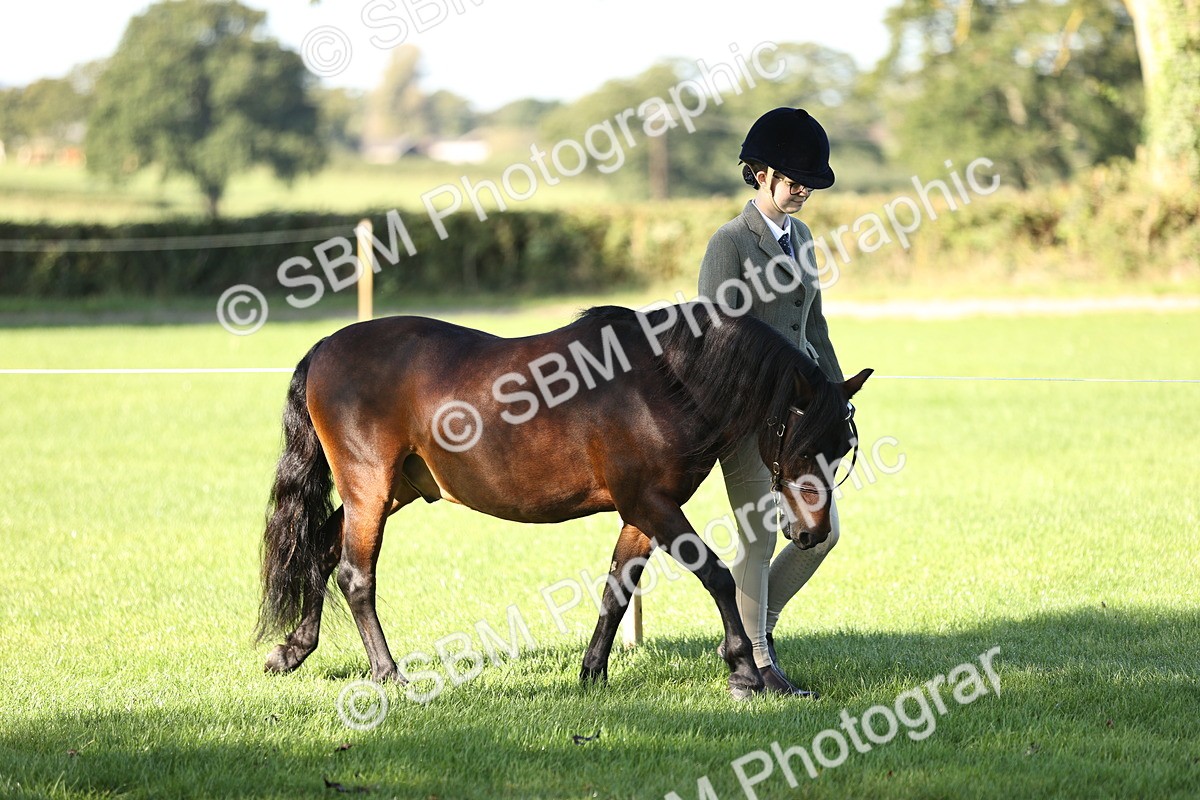 SBM_15851 - S1 - TSR in Hand Horse & Pony Showing
