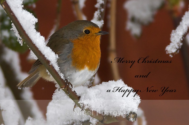 Robin perched in snow, Oxfordshire - Robin