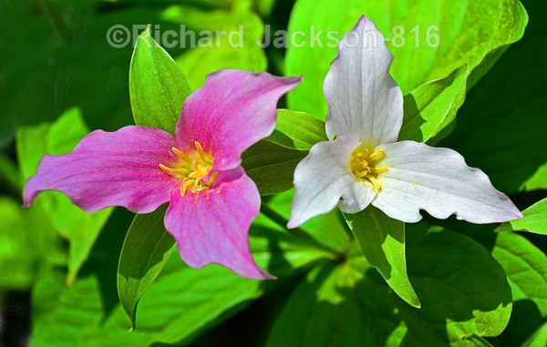 Pink & White Triliums - Flowers