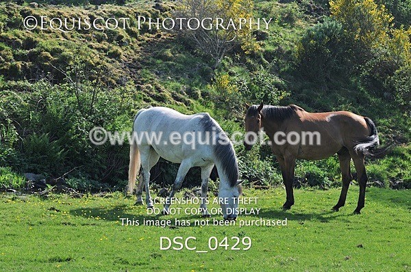 DSC_0429 - ARCHIVE REQUEST - Quincy and Guinness