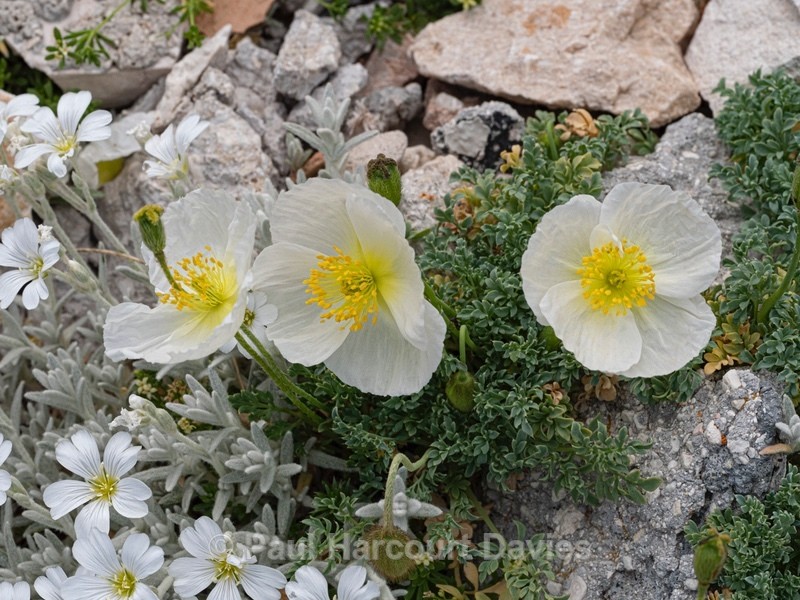 Alpine poppy (Papaver alpina ) - Flower Portraits