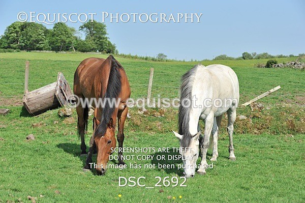 DSC_2692 - ARCHIVE REQUEST - Quincy and Guinness