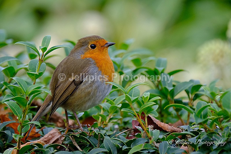  - Wildlife and Nature