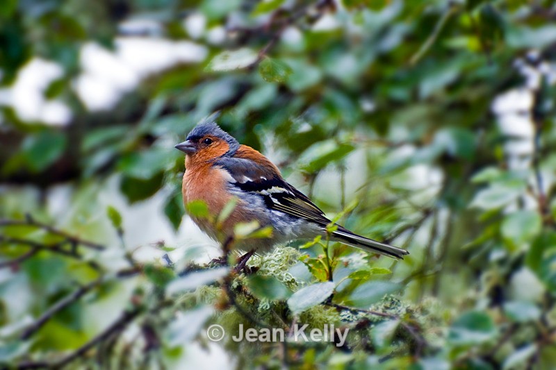 Chaffinch - 9048 - Birds