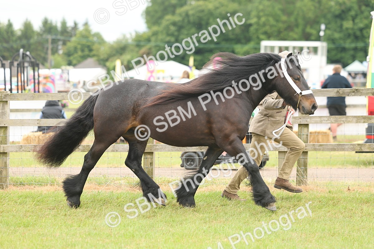 SBM_05051 - Class 50-57 - M&M Welsh Pony In Hand