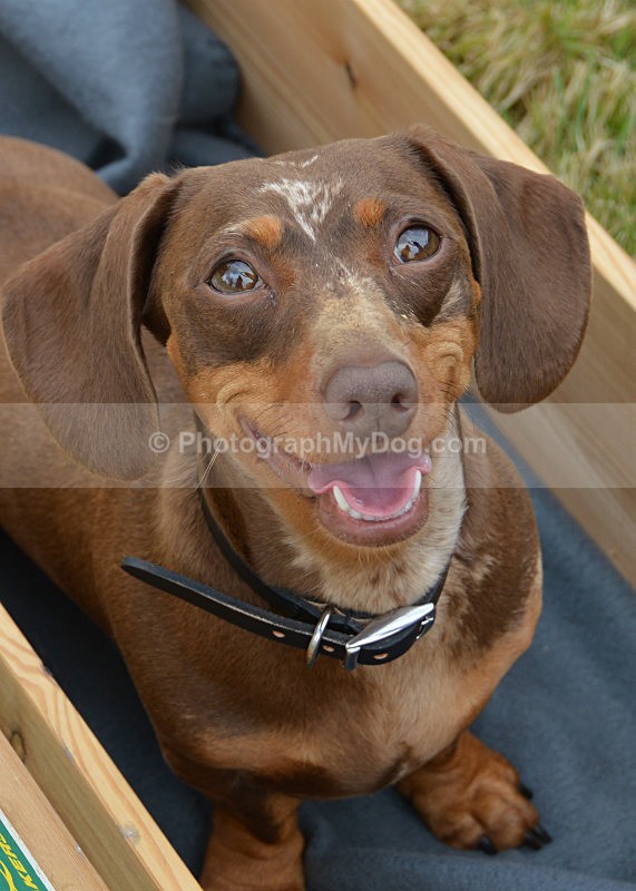  - Dachshunds