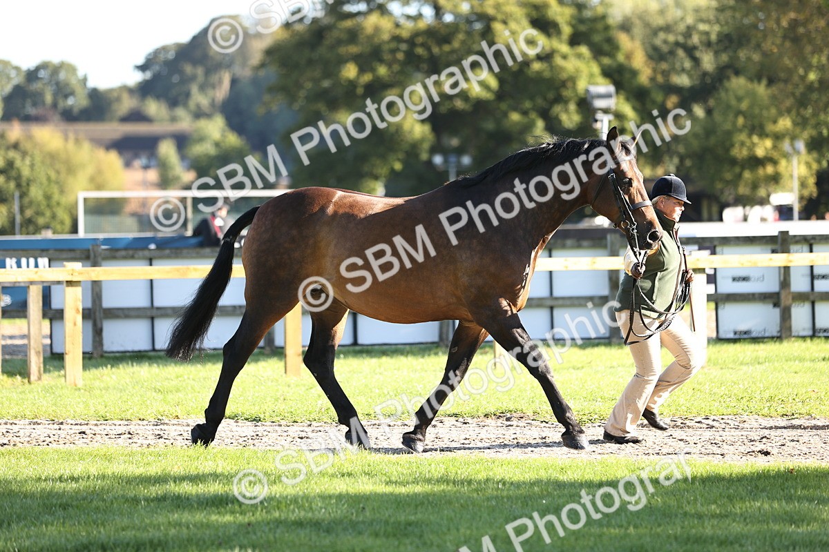 SBM_15697 - S1 - TSR in Hand Horse & Pony Showing