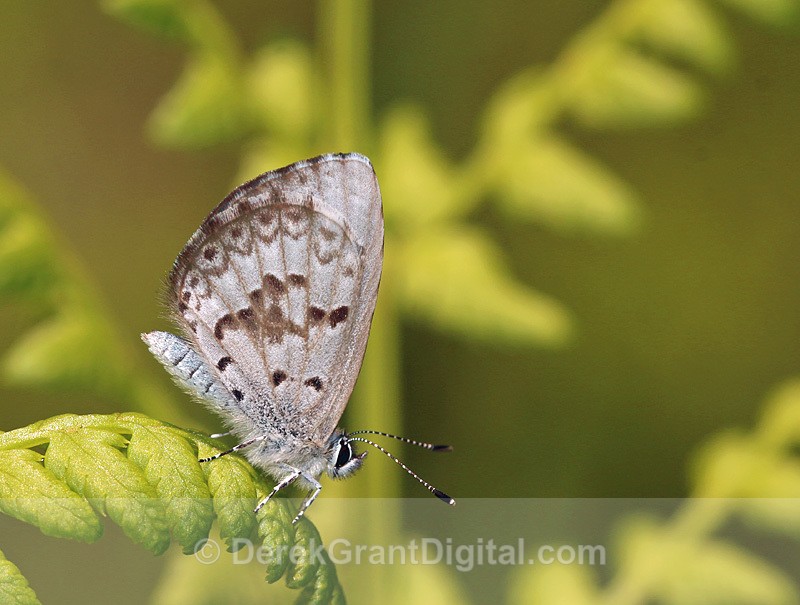 Cherry Gall Azure (Celastrina serotina) - Butterflies & Moths of Atlantic Canada