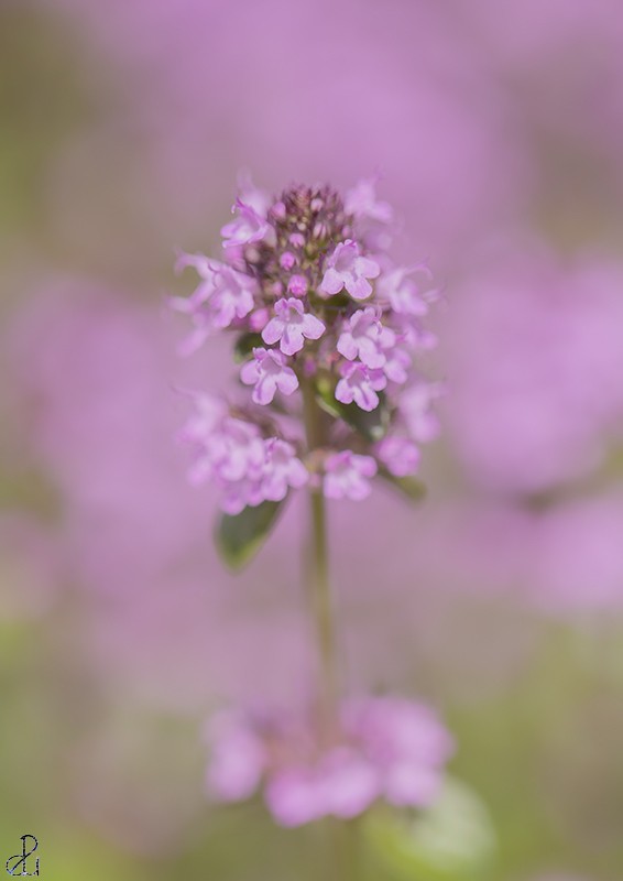 Flower photography by Diana Uzun